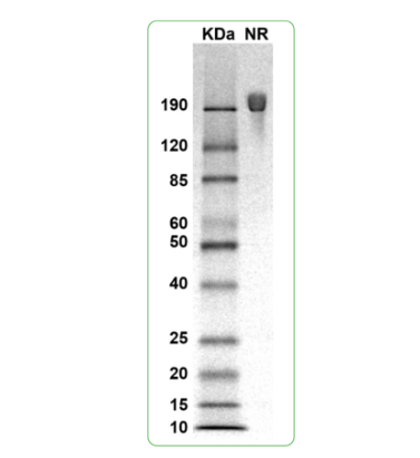 MW: Molecular Weight marker reduced condition
NR: FGFR2 dimer under non-reduced condition